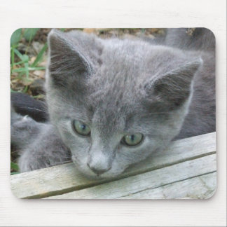 Grey Kitten Mousepad