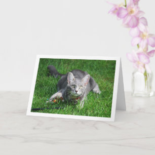 Grey Kitten on Lawn with Toy Card