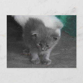 Grey Kitten Postcard