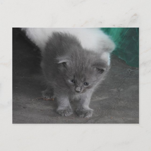 Grey Kitten Postcard (Front)