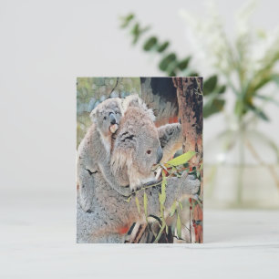 Grey koala bears postcard