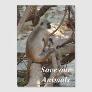 Grey Langur - Take a Rest