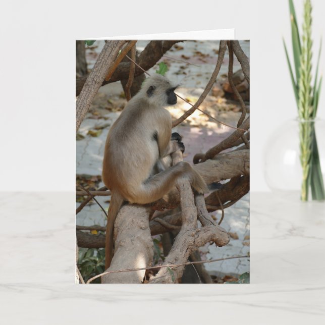 Grey Langur - Take a Rest Card (Front)