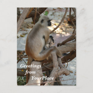 Grey Langur - Take a Rest Holiday Postcard