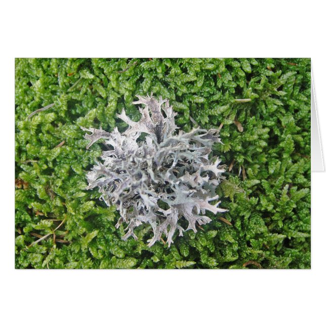 Grey Lichen On Green Moss (Front Horizontal)