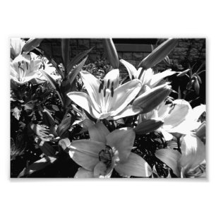 Grey Lilies Photo Print