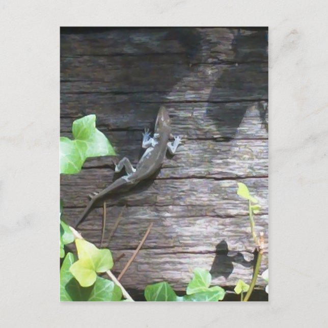 grey lizard on a ivy wall postcard (Front)