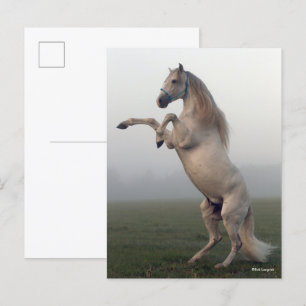 Grey Lusitano Stallion Rearing In Mist Postcard