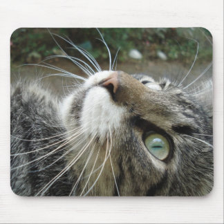 Grey Maine Coon Cat Mouse Pad
