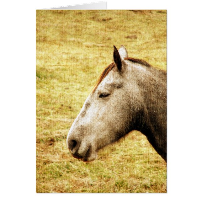 Grey Mare (Front)