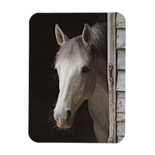 Grey Mare Beautiful Horse Magnet