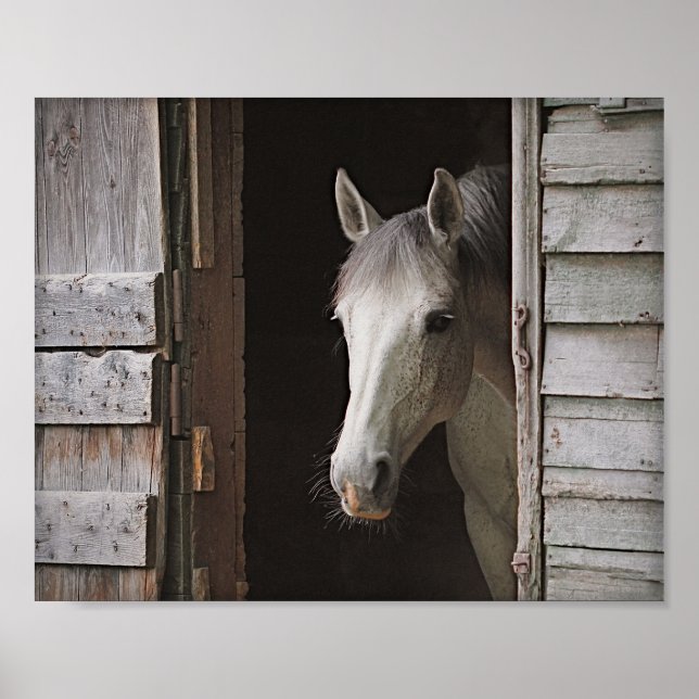 Grey Mare Horse & Barn Archival Poster (Front)