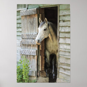Grey Mare Horse & Barn Poster