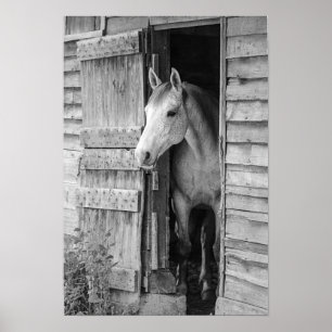 Grey Mare Horse & Barn Poster