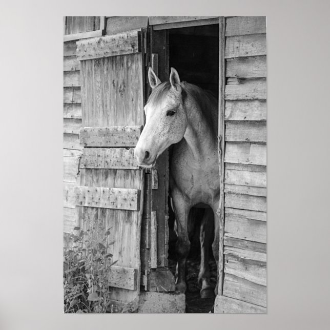 Grey Mare Horse & Barn Poster (Front)