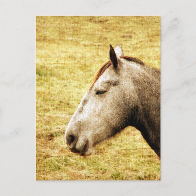 Grey Mare Postcard (Front)