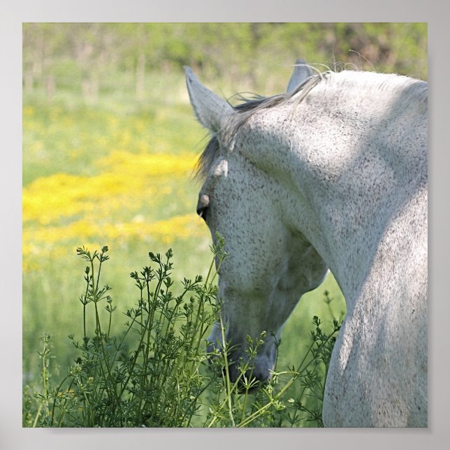 Grey Mare & Wildflowers Beautiful Horse Poster (Front)