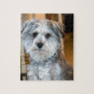 Grey Miniature Schnauzer Jigsaw Puzzle