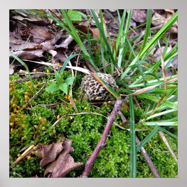 Grey Morel Poster (Front)