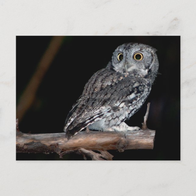 Grey Morph Eastern Screech-Owl at Midnight Postcard (Front)