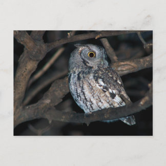 Grey Morph Eastern ScreechOwl at Night Postcard