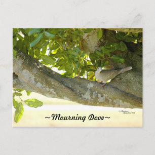 Grey mourning Dove bird Postcard