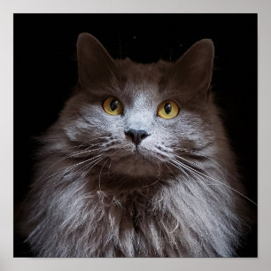 Grey Nebelung Long Hair Russian Blue Cat Poster