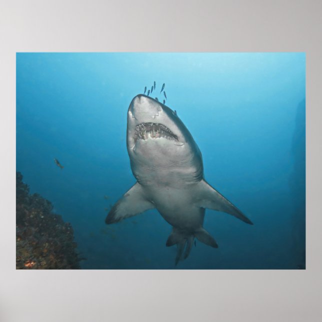 Grey Nurse Shark Poster (Front)