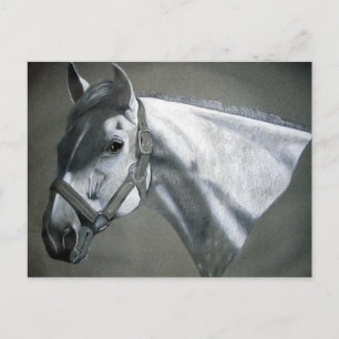 Grey on Grey Equine Art Postcard