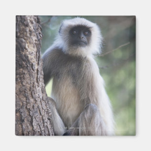 Grey or common or Hanuman langur Magnet