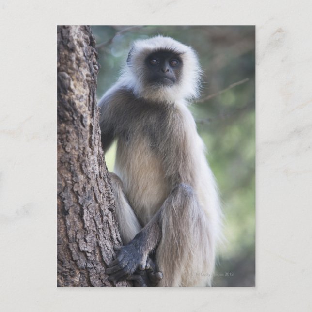 Grey or common or Hanuman langur Postcard (Front)