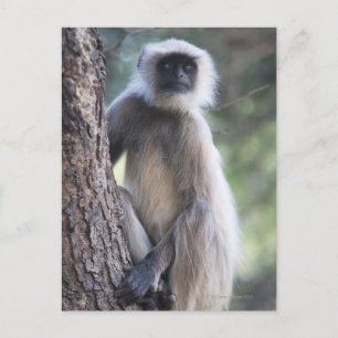 Grey or common or Hanuman langur Postcard