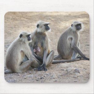 Grey or common or Hanuman langur (Semnopithecus) Mouse Pad