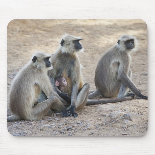 Grey or common or Hanuman langur (Semnopithecus) Mouse Pad (Front)