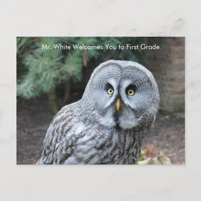 Grey Owl Welcome Students Custom Postcard (Front)