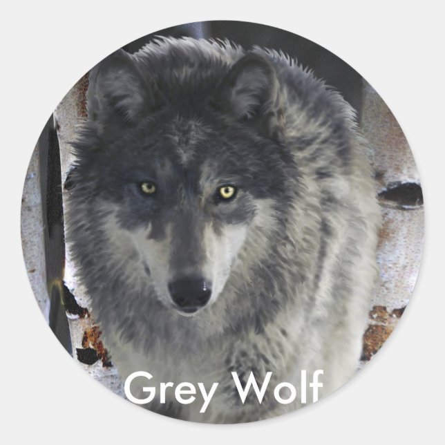 GREY PACK WOLF Collection Classic Round Sticker (Front)