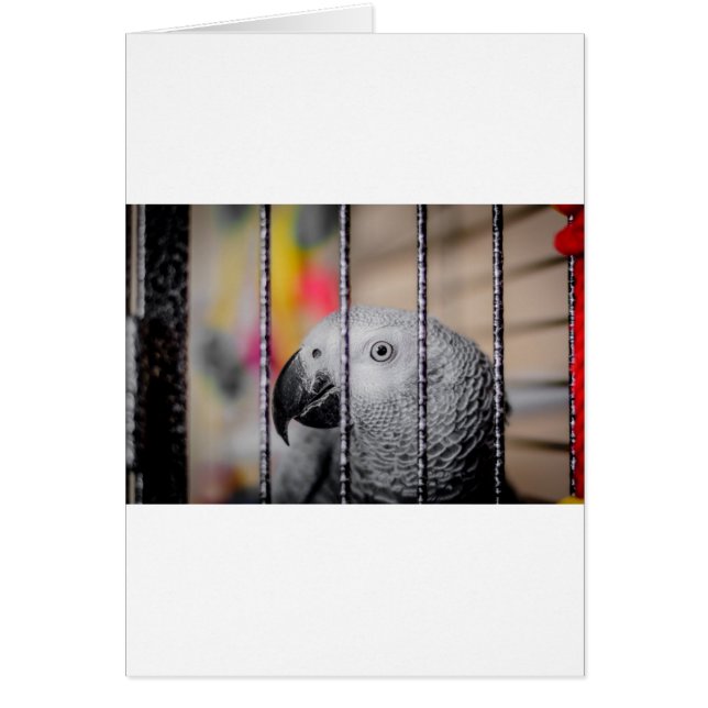 Grey Parrot (Front)