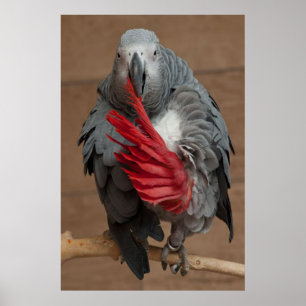 Grey Parrot Poster