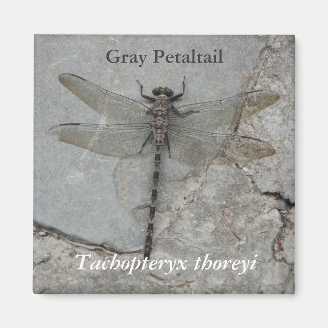 Grey Petaltail Nature Photography Magnet (Front)
