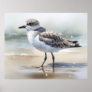 Grey Plover Bird Art Print Poster