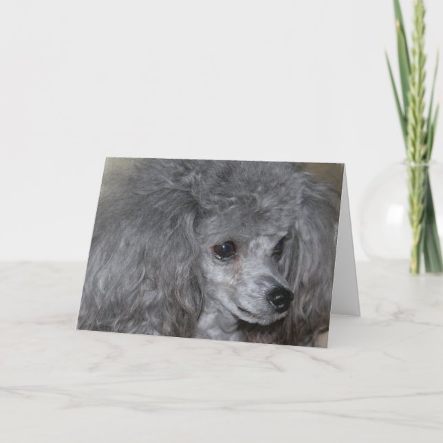 Grey Poodle Greeting Cards (Front)