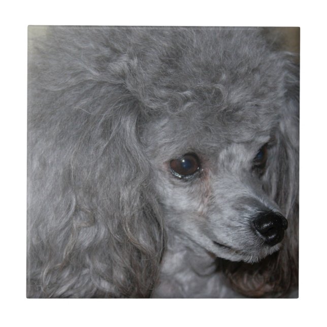 Grey Poodle Tile (Front)