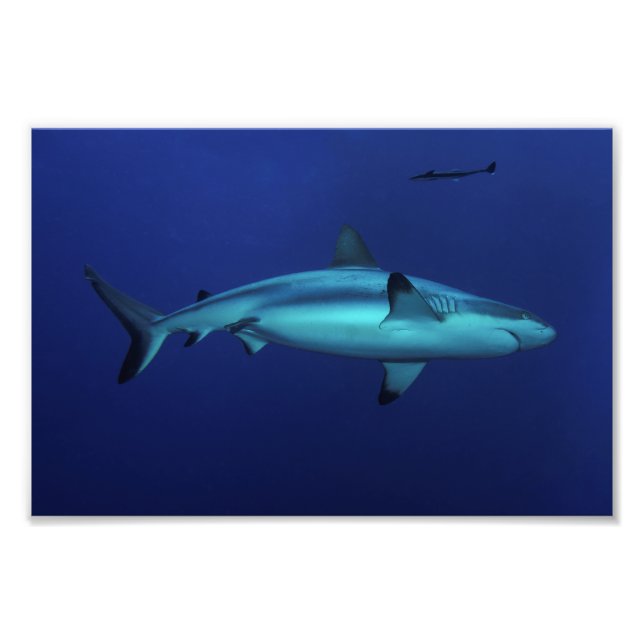 Grey Reef Shark at Osprey Reef Photo Print (Front)