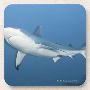 Grey reef shark (Carcharhinus amblyrhynchos) Coaster