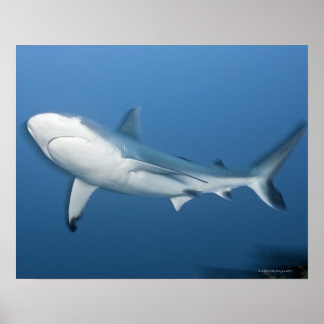 Grey reef shark (Carcharhinus amblyrhynchos) Poster (Front)
