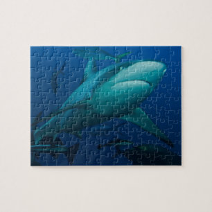 Grey Reef Shark Great Barrier Reef Jigsaw Puzzle