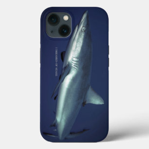 Grey Reef Shark in Yap Micronesia iPhone Case