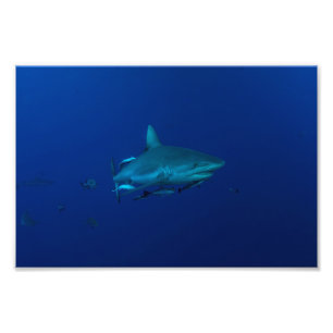 Grey Reef Shark on the Great Barrier Reef Photo Print