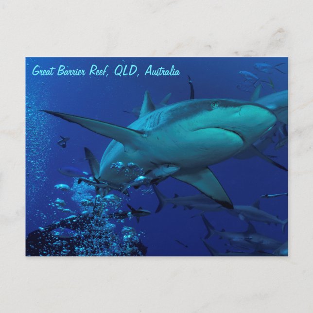 Grey Reef Shark Postcard (Front)