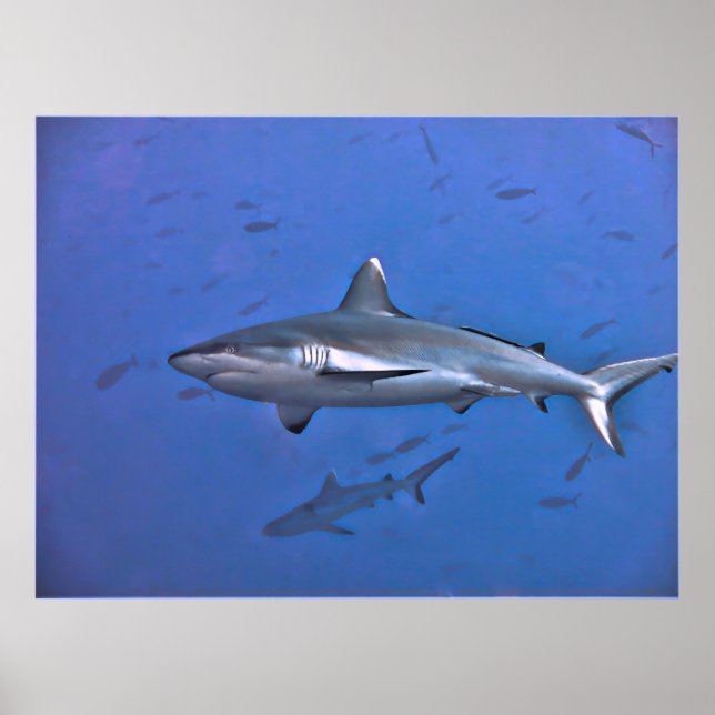 Grey Reef Shark Poster (Front)